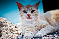 平台在线ddos压力测试